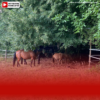 Westerwaldkreis warnt vor Gefahr für Tiere durch Sommerhitze