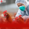 Geflügelpest: Veterinäramt rät zu Schutzmaßnahmen